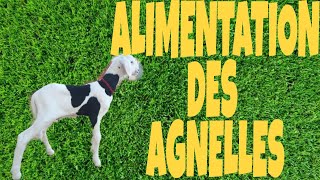 Elevage des moutons Comment alimenter les agnelles de remplacement [upl. by Keely]