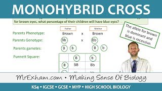 Monohybrid Cross Examples  GCSE Biology 91 [upl. by Ri]