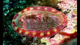 Facts The Chiton [upl. by Blythe493]