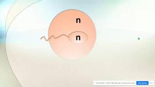 Haploid vs Diploid amp Homologous Chromosomes [upl. by Midge]