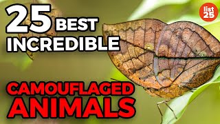 25 INCREDIBLE Camouflaged Animals [upl. by Hube281]