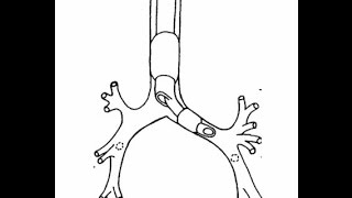 Flexible Bronchoscopy Introduction 1  Welcome [upl. by Nnayram]