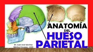 🥇 HUESO PARIETAL Anatomía Fácil Rápido y Sencillo [upl. by Ettenoj]