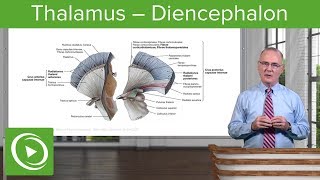 Thalamus – Diencephalon  Lecturio [upl. by Linis]