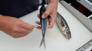 How To Rig Baits For Snapper Straylining [upl. by Eciuqram788]