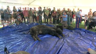 quotBuffalo Breakdownquot showcases ceremonial bison butchering [upl. by Lynsey]