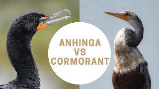 Anhinga vs Cormorant  Anhinga or Cormorant  Snakebird [upl. by Ecinom]