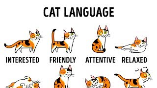 HOW TO UNDERSTAND YOUR CAT BETTER [upl. by Nesyrb]