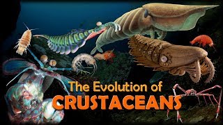 The Evolution of Crustaceans 🦐🦀 [upl. by Feliza222]