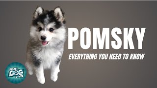 Pomsky Dog Breed Guide  Dogs 101  Pomeranian Husky Mix [upl. by Grata834]