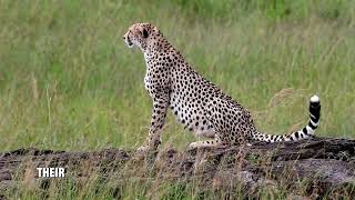 Cheetah Acinonyx jubatus [upl. by Burchett]