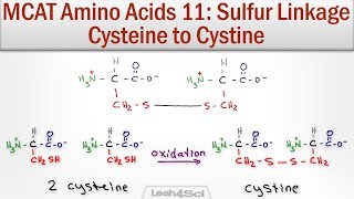 Disulfide Bridge Formation Cysteine to Cystine [upl. by Louth694]