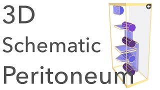 Peritoneum  3D Schematic Anatomy amp Relations [upl. by Reeves2]