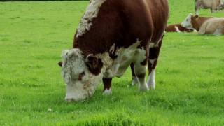 Irish Hereford Breed Society [upl. by Wait]