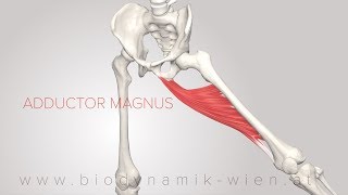 Adductor Magnus 3D Animation 4k [upl. by Fritzsche]