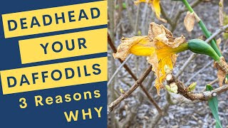 Deadhead Your Daffodils 3 Reasons Why [upl. by Notsa406]