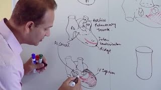 Ventricles and Aorticpulmonary Septum  Embryology [upl. by Ttocserp623]