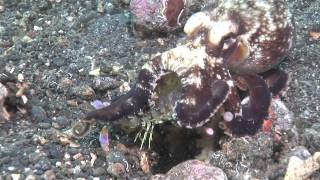 Mantis Shrimp Vs Octopus  the ultimate fight [upl. by Hamer]