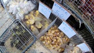 live ducks on market for sale [upl. by Damali]