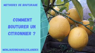 Comment bouturer un citronnier   Monjardindansleslandes [upl. by Aitnic604]