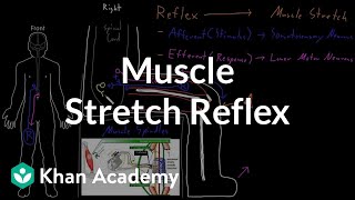 Muscle stretch reflex  Organ Systems  MCAT  Khan Academy [upl. by Ranite772]