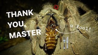 FEEDING my TARANTULAs feat Elvarg   Highly requested video after SO LONG [upl. by Andras884]