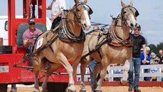 Gentle Giants  National Championship Draft Horse Pull [upl. by Eaves]