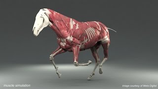 Weta Digital Horse FEM Simulation [upl. by Battista329]