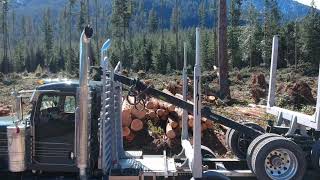 2021 Peterbilt 389 Mule Train Log Truck Hauling Logs [upl. by Cyndia42]