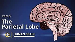 Parietal Lobe  Human Brain Series  Part 6 [upl. by Gillmore4]