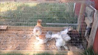 Silkies First Time Crowing [upl. by Razaele]