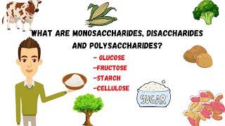 Monosaccharides disaccharidepolysaccharides sugarssucrosestarchcellulose [upl. by Nosahc]