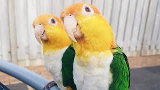 White Bellied Caique Dancing  White Bellied Parrot Talking [upl. by Agle]