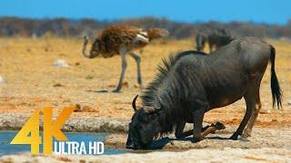 4K African Antelopes  Wild Animals Of Africa in 10 bit color  Part 2 [upl. by Erised370]