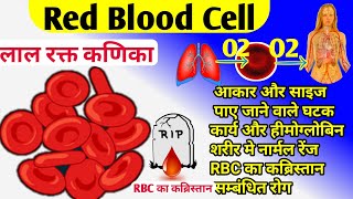 RBC kya hai hindi red blood cell hindi  function of red blood cell red blood cell life cycle [upl. by Llewxam]