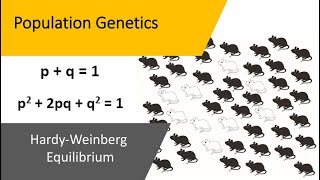 Population Genetics  Hardy Weinberg Equilibrium [upl. by Hadeis529]