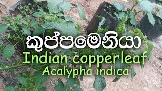 Kuppameniya  Indian copperleaf  Acalypha indica [upl. by Ruperta]