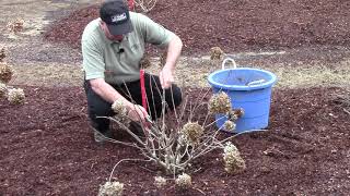 How To or Should You   Prune Hydrangeas in Early Spring [upl. by Finley]