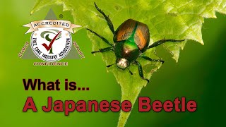 What is a Japanese Beetle [upl. by Estel]