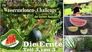 Wassermelonen Challenge die Ernte Teil 3 von 3 [upl. by Annaehr]