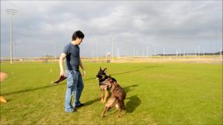 Two years in 5 minutes  raising a Belgian Malinois [upl. by Nerha]