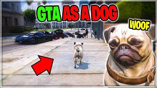 KILLER PUG Takes Over Entire City in GTA 5 RP [upl. by Cade]