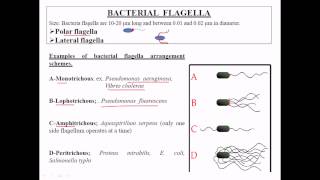 Types of flagella [upl. by Eniluqcaj347]