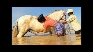 How training basic horse care for beginners  Learning about horse for beginners [upl. by Tab555]