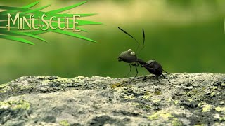 Red Ants vs Black Ants War  Final battle scene  Minuscule  2013 [upl. by Adnauqal]