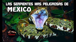 LAS SERPIENTES MAS PELIGROSAS DE MEXICO  Las Serpientes mas Venenosas de México [upl. by Bergh]