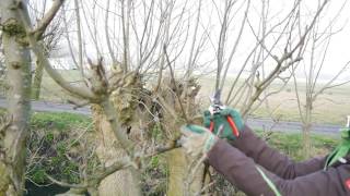 Hoe snoei ik een appelboom [upl. by Asit]