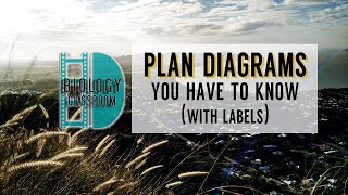 ALevel Biology  10 Plan diagrams you have to know with labels [upl. by Ennaisoj30]