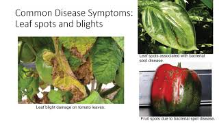 Introduction to Plant Pathogens [upl. by Nylahs415]