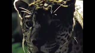 Jaguar Hunting at Night  Jungle Nights  BBC Earth [upl. by Krm354]